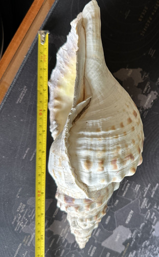 Charonia tritonis circa - tritonis, cm