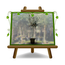 Olivi Leccino pianta da frutto