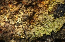 MM RARISSIMA  NEPUOITE in