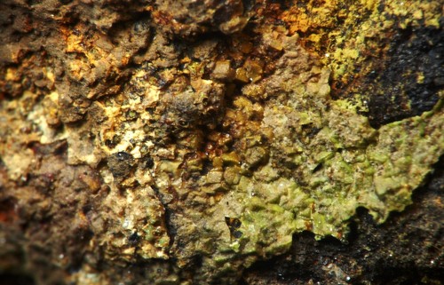 Rarissima nepuoite in - mm,