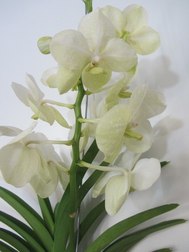 Pianta appartamento orchidea - pianta,