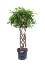 Pianta ficus benjamin - di,