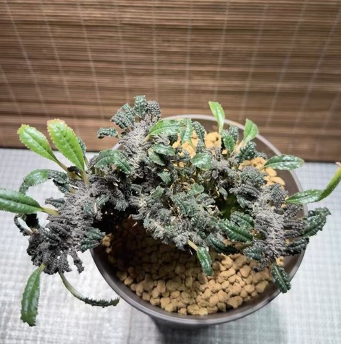 Vendita dorstenia elata - elata, caudex
