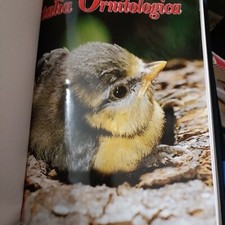 Italia ornitologica anno 2002