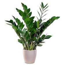 1 PIANTA DI ZAMIOCULCAS IN VASO 21CM DA INTERNO APPARTAMENTO