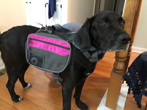 Zaino per cani cane - medio, nero
