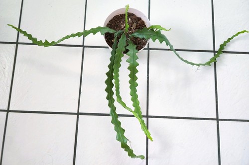 Disocactus anguloger - disocactus,