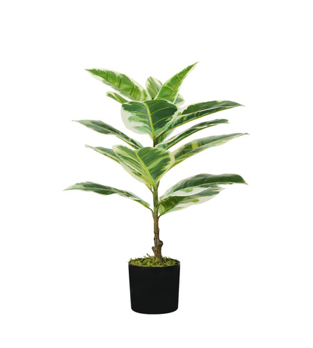 Pianta ficus elastica in - ficus,