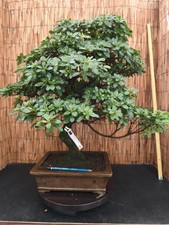 Bonsai di Azalea h 67cm Visita