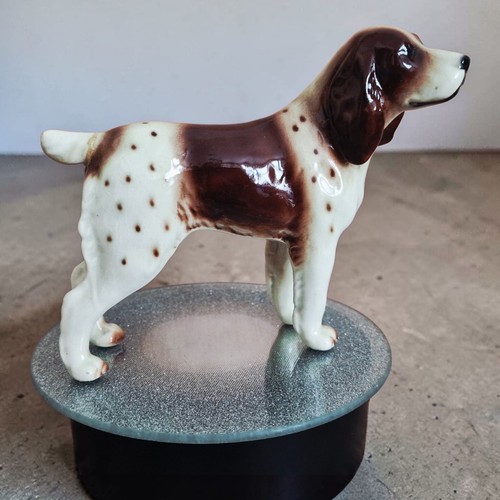 English welsh springer spaniel - welsh,
