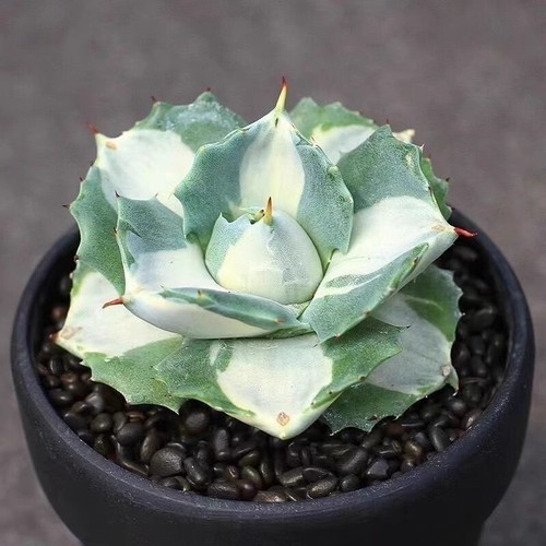 Pianta agave succulenta 6cm - agave,