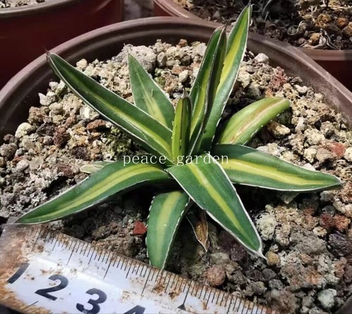 Rara pianta succulenta - rara, agave