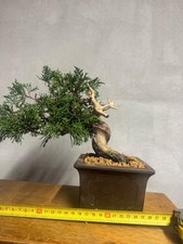 Bonsai di Ginepro Itoigawa