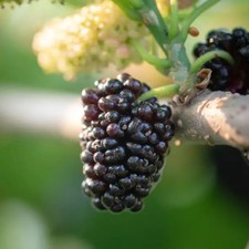 Pianta frutto gelso nero in - da,