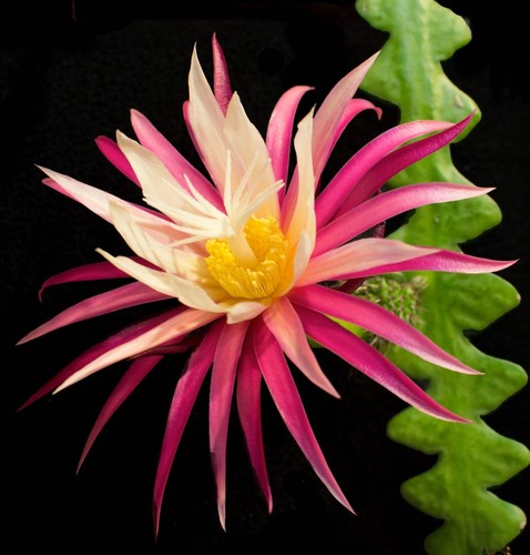 Selenicereus anthonyanus - -,