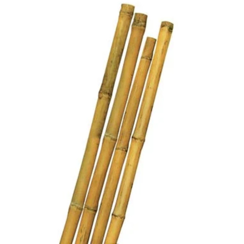 Canna bamboo tutori - canna, di