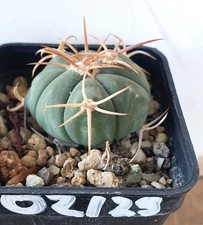 Echinocactus horizonthalonius