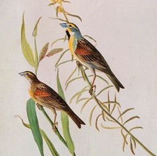 John James Audubon Birds