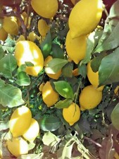 LIMONE DI ROCCA IMPERIALE (CALABRIA) 