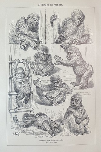 Stampa originale fauna - stampa,