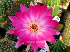 "KIMONO" Lobivia Hybride