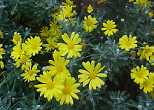 Pianta di MARGHERITA GIALLA