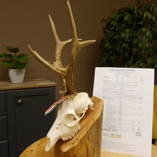 Corna Di Capriolo Peso Attuale