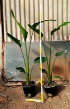 2 belle piante di Strelitzia