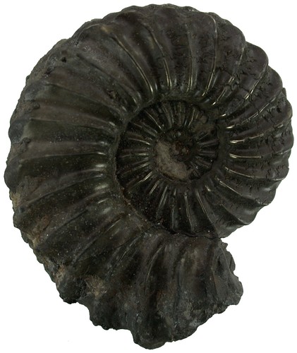 Lias pleuroceras spinatum - lias,