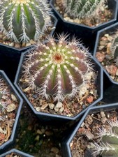 Rara pianta succulenta