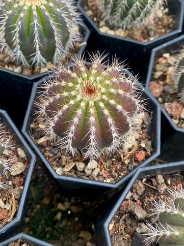 Pezzi rara pianta - 5,