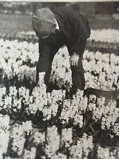 Fotografia Antica Olanda Fiori