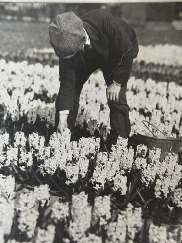 Fotografia antica olanda fiori - olanda,