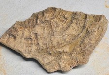 Unico bellissimo corallo