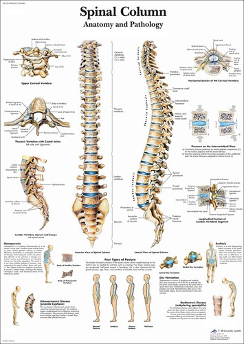 Nuovo diagramma anatomico - nuovo,