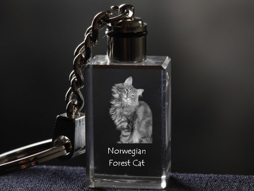 Gatto delle foreste norvegesi - delle,