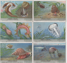 Figurine liebig serie completa - figurine,