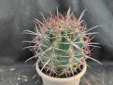 FEROCACTUS CYLINDRACEUS V. HERTICHII CACTUS PIANTE GRASSE AGAVE SUCCULENTE Y43