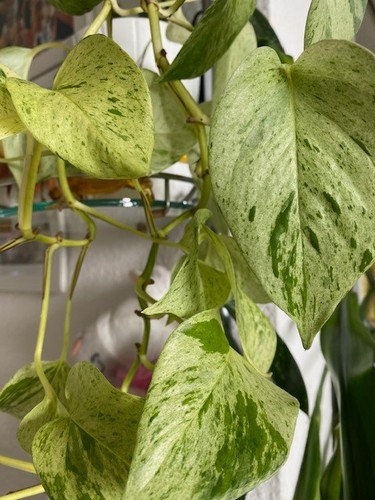 Philodendron alice propaggine - alice,