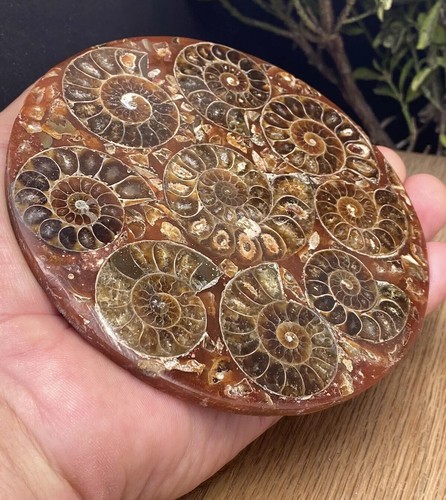 Large fossil disc with natural - fossil,