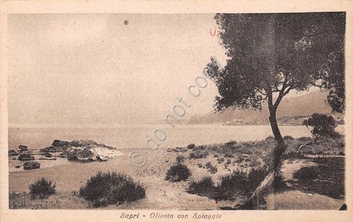 Cartolina sapri oliveto - cartolina,
