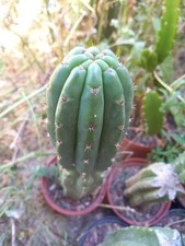 Pachanoi, San🌵Pedro + 50