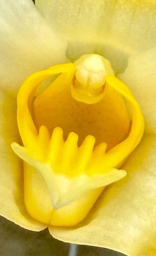 Chysis species alba nuova - species,