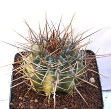 Echinocactus ingens SUPER