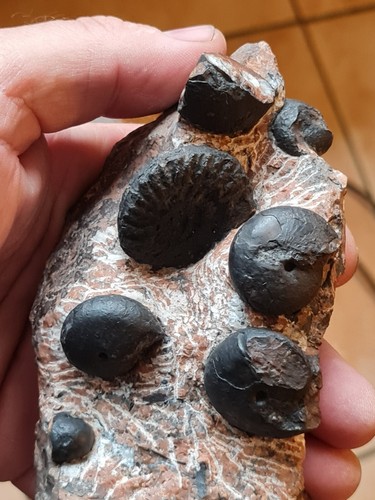 Ammonites trias grèce - de,