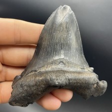 Angustidens Shark Tooth 3.7”