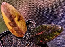 Colore nuovo!!! Raro Zamioculcas Zamiifolia Black Raven Multicolore GZ5