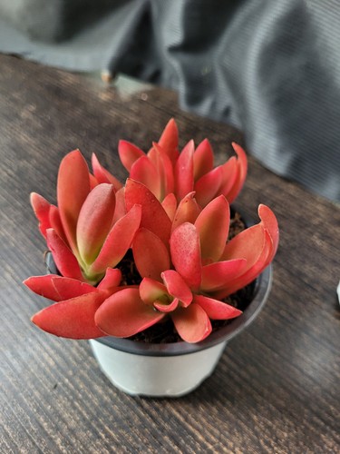 Rarità rara crassula - raritÀ, `crassula