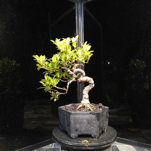 Bonsai ficus benjamin fico - di,