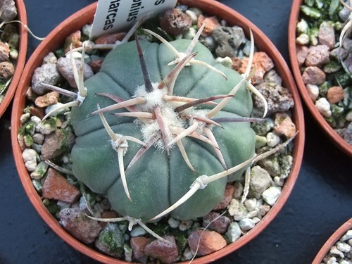 Echinocactus horizonthalonius